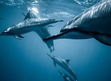 kaiyun-五盘苦战击败辛纳 德约科维奇晋级澳网男单决赛